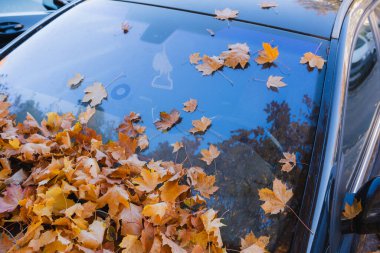 Arabanın kaputunda ve ön camında düşen yaprakların yakın çekimi. Sonbahardayız ve yapraklar dışarıdaki arabayı kaplıyor..