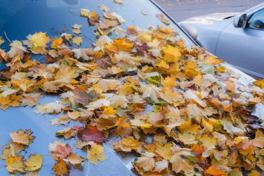 Arabanın kaputunda ve ön camında düşen yaprakların yakın çekimi. Sonbahardayız ve yapraklar dışarıdaki arabayı kaplıyor..