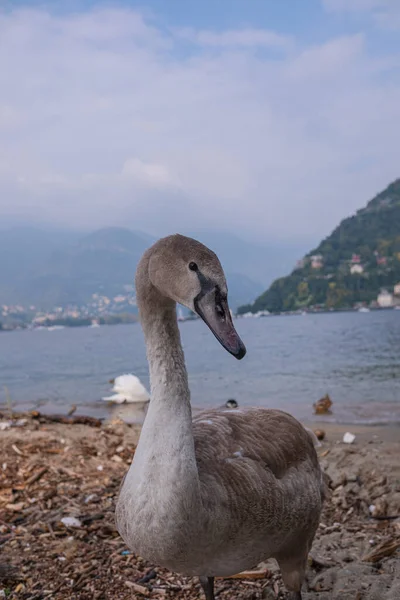 Genç ama şimdiden oldukça büyük, gri tüylü bir kuğu. İtalya 'daki Como Gölü' nün arka planına karşı büyümemiş bir cygnet 'in yakın plan portresi..