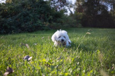 Güneşli bir yaz gününde çimlerin üzerinde yatan güzel beyaz bir Maltese köpeği..