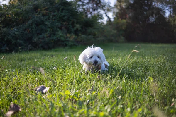 Güneşli bir yaz gününde çimlerin üzerinde yatan güzel beyaz bir Maltese köpeği..