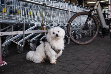 Perakende arabaların yanındaki otoparkta sabırla bekleyen sevimli bir Maltese köpeği. Hayvan sahipliğine, alışveriş yaşam tarzına, kentsel çevreye ve eş hayvanlara odaklanır.