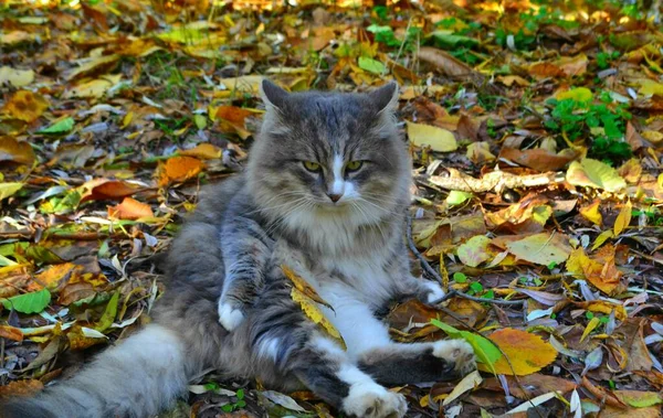 秋天树叶背景上的绒毛灰猫 — 图库照片