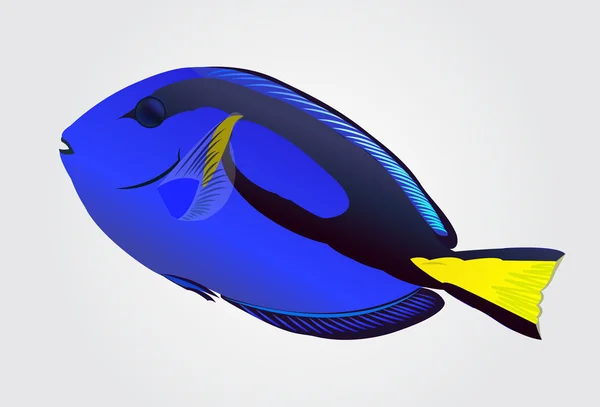 Poisson bleu du Pacifique — Image vectorielle
