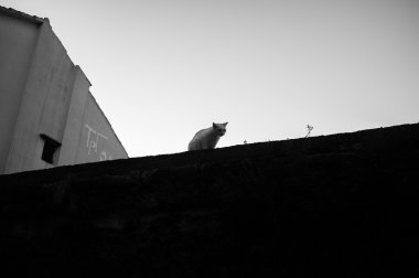 Kontrastlı kedi siluet duvardaki sıçramaya hazır