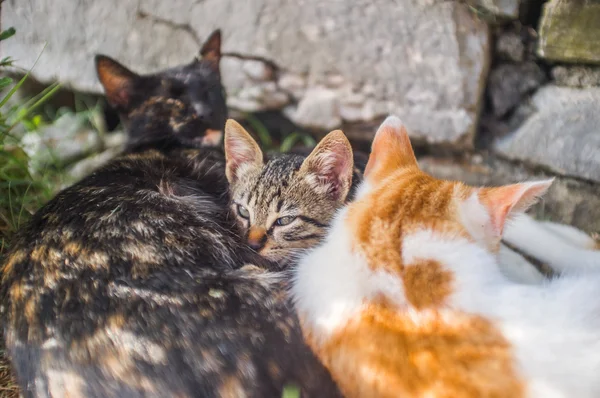 Gatito se acurruca cómodamente entre su amante gato padres — Foto de Stock