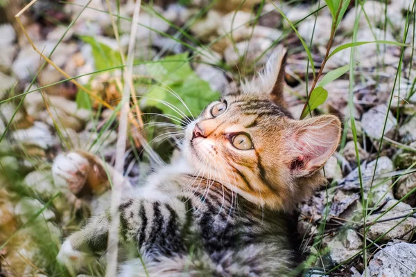 Niedliches verspieltes Kätzchen legt sich nach oben — Stockfoto