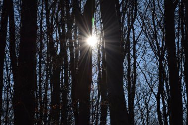 Sessiz bir kış ormanında güneş ışığı, uzun ve çıplak ağaçların arasından fışkırarak çarpıcı ışık huzmeleri ve çarpıcı siluetler oluşturur. Parlak güneş, bu huzurlu orman manzarasının doğal güzelliği olan karanlık ağaç gövdeleri ve dallarıyla çelişiyor..