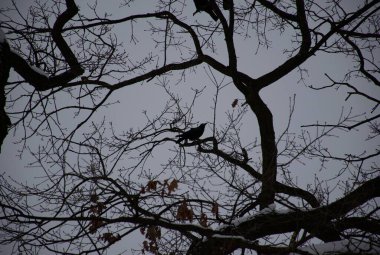 Karamsar doğa sahnesi çıplak ağaç dallarına tünemiş bir karga bulutlu bir kış gökyüzüne karşı karanlık bir siluet oluşturuyor. Bir kuzgunun ormanda veya park alanında dinlendiği vahşi yaşam ve kuş konsepti.