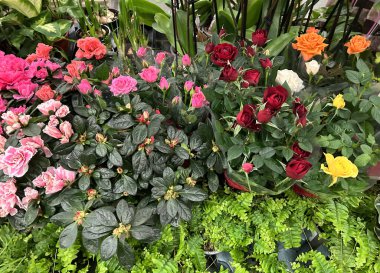 Anneler Günü ve kadınlar günü çiçekli arka plan. Renkli kırmızı güller, pembe karanfiller ve çiçekçi vitrininde yemyeşil bitkiler. Kırmızı, sarı ve turuncu güller, çiçek açan yapraklar ve taze yapraklarla romantik bahar çiçeği kavramı.