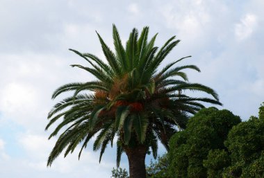 Klasik Akdeniz tarzı pencerenin minimalist mimari ayrıntıları. Sıcak bej alçı bir duvarda beyaz ahşap panjurlar. Yumuşak güneş ışığı ön cephede yumuşak gölgeler oluşturur, geleneksel dış tasarımın dokusu ve simetrisi.