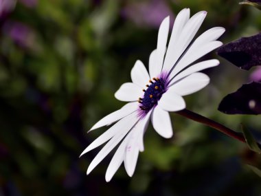 Bir osteospermum bir Closeup