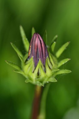 Bir osteospermum bir Closeup