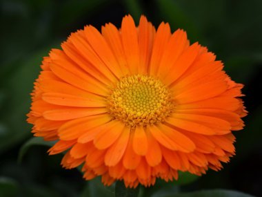 Bir calendula closeup