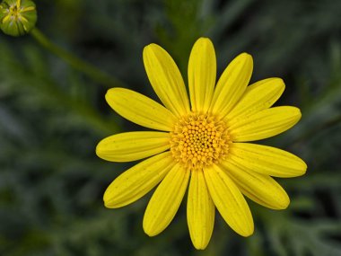 Bir crisantemus closeup