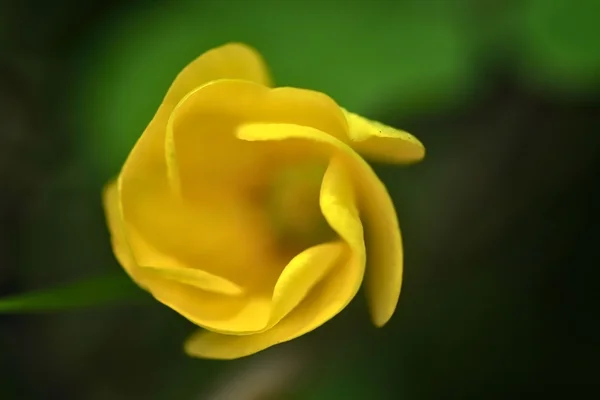 Oxalis closeup — Stock fotografie