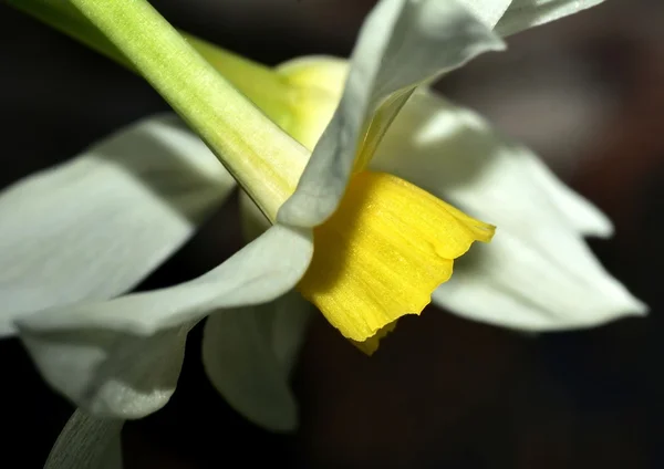 Close up of a Narcissus — Stock Photo, Image
