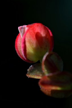 Closeup Begonia Eliator üzerinde