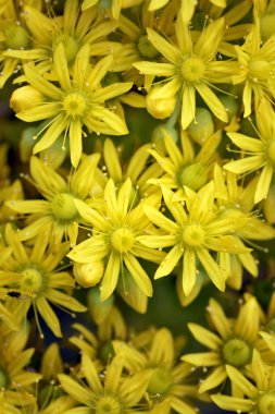 Aeonium Arboreum tatlı