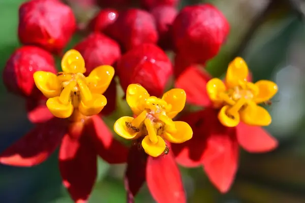 Closeup bir Asklepios bir grup — Stok fotoğraf