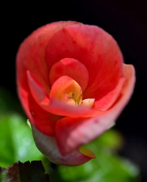 Closeup on a Begonia Eliator — Stock Photo, Image