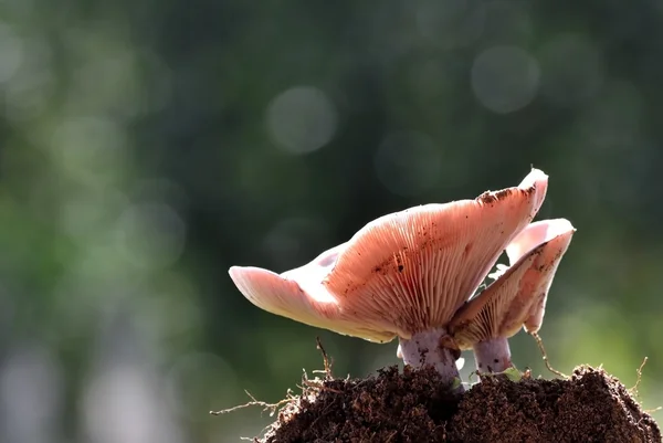 Um Niscalus close-up — Fotografia de Stock