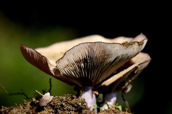 Um Niscalus close-up — Fotografia de Stock