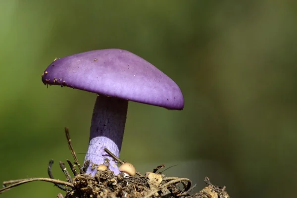 Um close de Agaricus — Fotografia de Stock