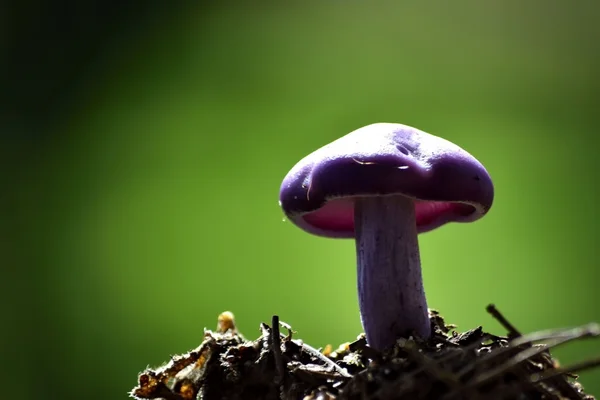 Um close de Agaricus — Fotografia de Stock