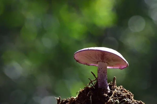 Um close de Agaricus — Fotografia de Stock