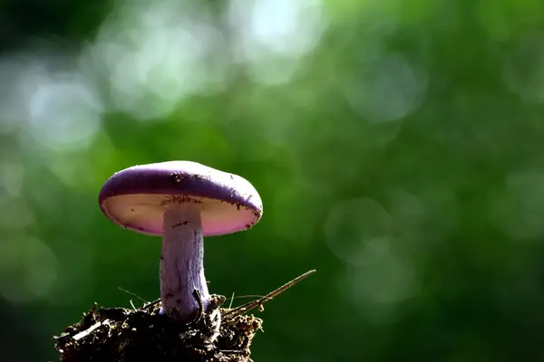 Um close de Agaricus — Fotografia de Stock