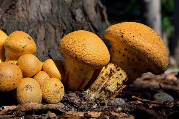 Un primer plano de Gymnopilus Fotos De Stock