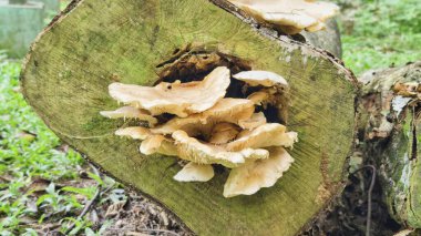 Ormanda çürüyen bir kütükte büyüyen mantarların yakın plan çekimi. Doğal sahne orman ortamında mantarların büyümesini ve çürümesini vurguluyor..