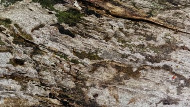 Ayrıntılı yakın çekim gösterileri yıpranmış ahşabın karmaşık dokusu, yosun parçalarıyla süslenmiş, arka plan ve doğal tasarımlar için mükemmel..