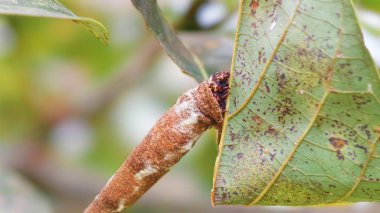 A close-up macro view of a caterpillar encased in a protective structure on a vibrant green leaf.
