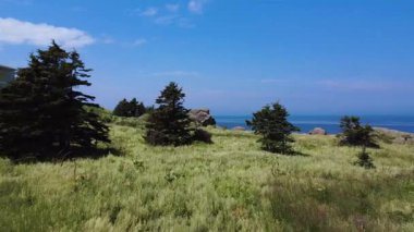 Dağılmış yemyeşil ağaçlar, çimenli çayırlar ve uzak mavi okyanuslardan oluşan huzurlu bir kıyı manzarası. Parlak, güneşli gökyüzü doğa, seyahat ve açık hava yaşam tarzı projeleri için ideal bir sahne yaratır..