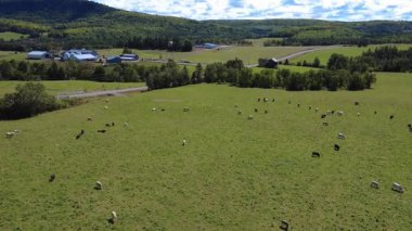 Uzakta yeşil bir dağın eteğinde çiftliği olan bir köy yolunun yakınındaki bir otlakta otlayan inek sürüsünün havadan görünüşü. Quebec, Kanada.