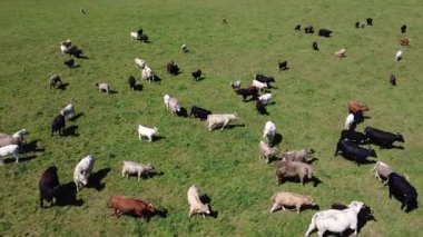 Yaklaşık yüz ineğin üzerinde uçuyorlar buzağıları etrafta geziniyor, yakıcı güneşin altında kuyruklarını ve kulaklarını sallıyorlar..