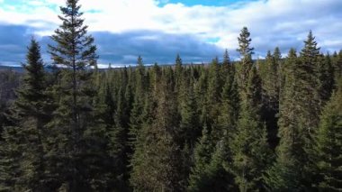 Güçlü rüzgar, kozalaklı ağaçların tepelerini nehirdeki bir virajda, bulutlu bir gökyüzünün altında, sonbahar aylarında küçük bir yaya köprüsü ile sallıyor. Matapedia Nehri, Quebec, Kanada, 2025.
