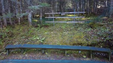 Eski ahşap basamaklar, bir patikaya erişimi engelleyen çitlere götürür. Düşen ölü bir ağaca ulaşana kadar orman yosunlarında iz bırakır..