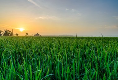 Altın parlayan paddy alan