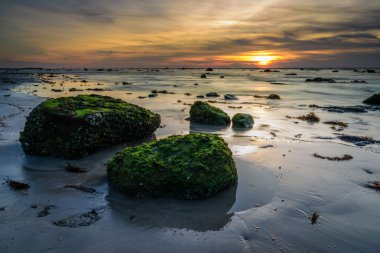 Yeşil yosun günbatımı