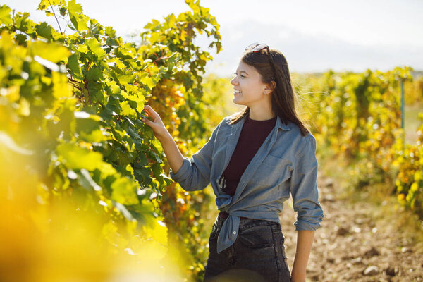 Woman carefully examines the ripeness of the grape clusters on the vine, preparing to harvest them for wine production standing in sunny vineyard setting.