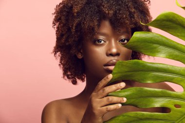 Meraklı siyah kız canavar yaprağının arkasından dışarı bakıyor. Çıplak Afro-Amerikalı kadın tropikal bitkinin yanında duruyor. Reklamlar, afişler, afişler, kozmetik kataloğu için pembe üzerine güzel bir model portresi. Yakın çekim..