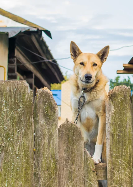 Kızgın köpek tasmalı çitin arkasında.