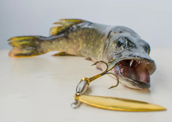 Ağzında bir cazibesi ile pike