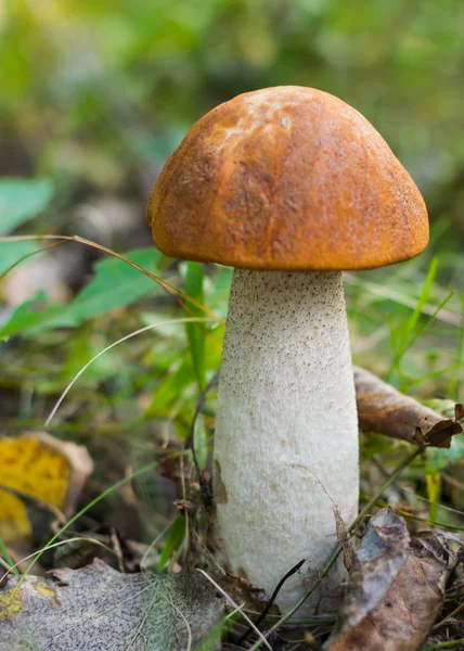 Kavak bir ormanda ve büyüyen mantar