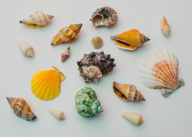 Seashells on white background clipart
