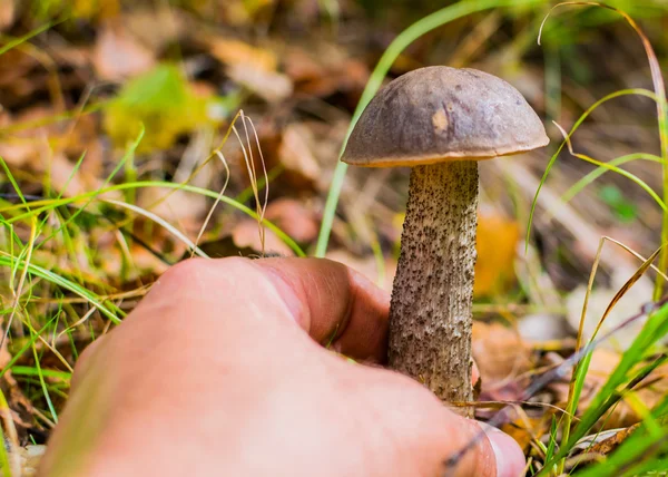 Ormanda, huş ağacı mantar buldum mantar