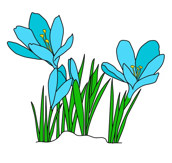 Mavi çiğdemler bloom
